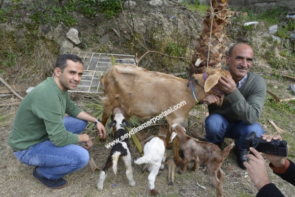 Seydikemer Keçi Kuzu Doğurdu FOTOĞRAFLARI (6)bbbbb