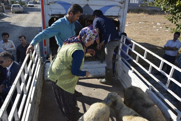 Seydikemer İlçe Tarım Hayvan DağıtımI (2)